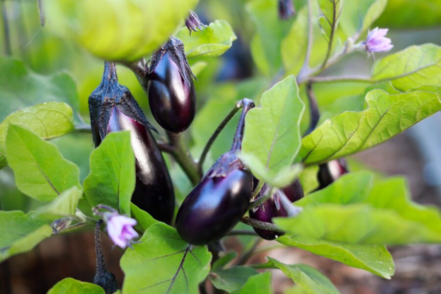 Vibrant purple eggplants growing among lush green leaves in a garden, showcasing healthy vegetable cultivation and organic gardening practices.