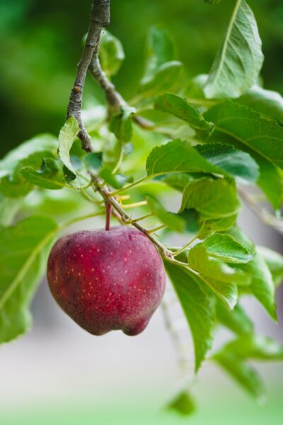 Close-up of a ripe red apple hanging from a tree branch surrounded by green leaves, showcasing its glossy skin and natural setting.