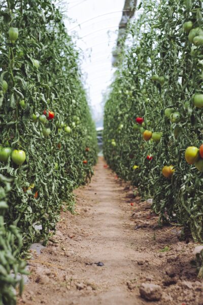 Rows of tomato plants in a greenhouse, featuring a mix of green, yellow, and red tomatoes, with a dirt path running between the plants.