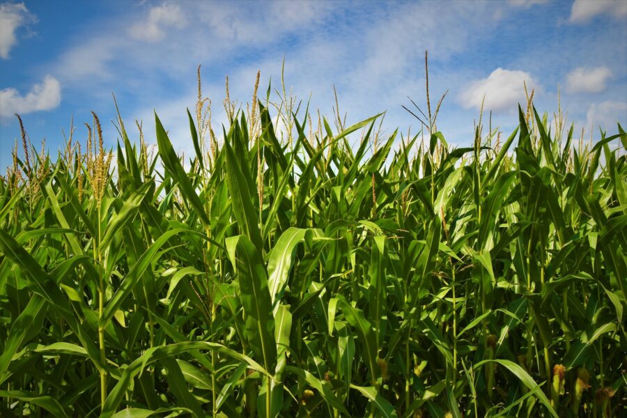 Lush green cornfield under a bright blue sky with scattered clouds, showcasing healthy corn plants and ear tassels, ideal for agricultural and farming discussions.